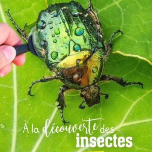 Guide naturaliste : A la découverte des insectes – Edition Larousse