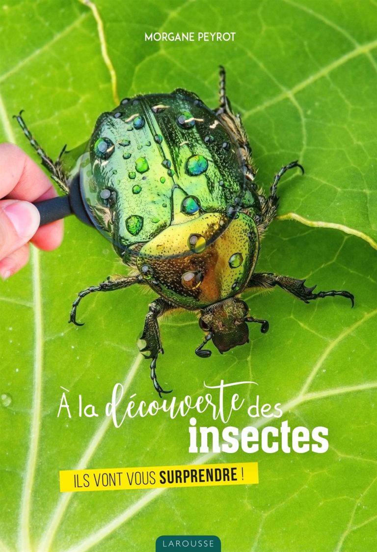 A la découuverte des insectes_MP_Couv