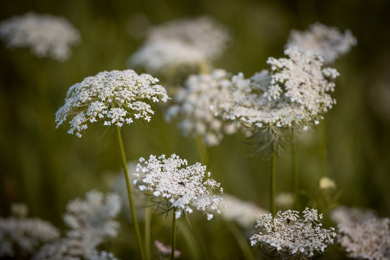 Inflorescences_Daucus carota_Pixabay license