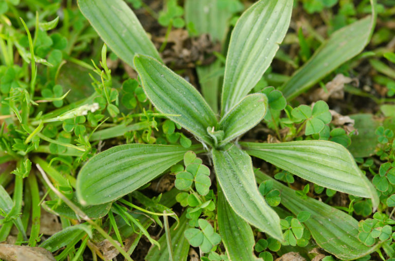 plantain lancéolé
