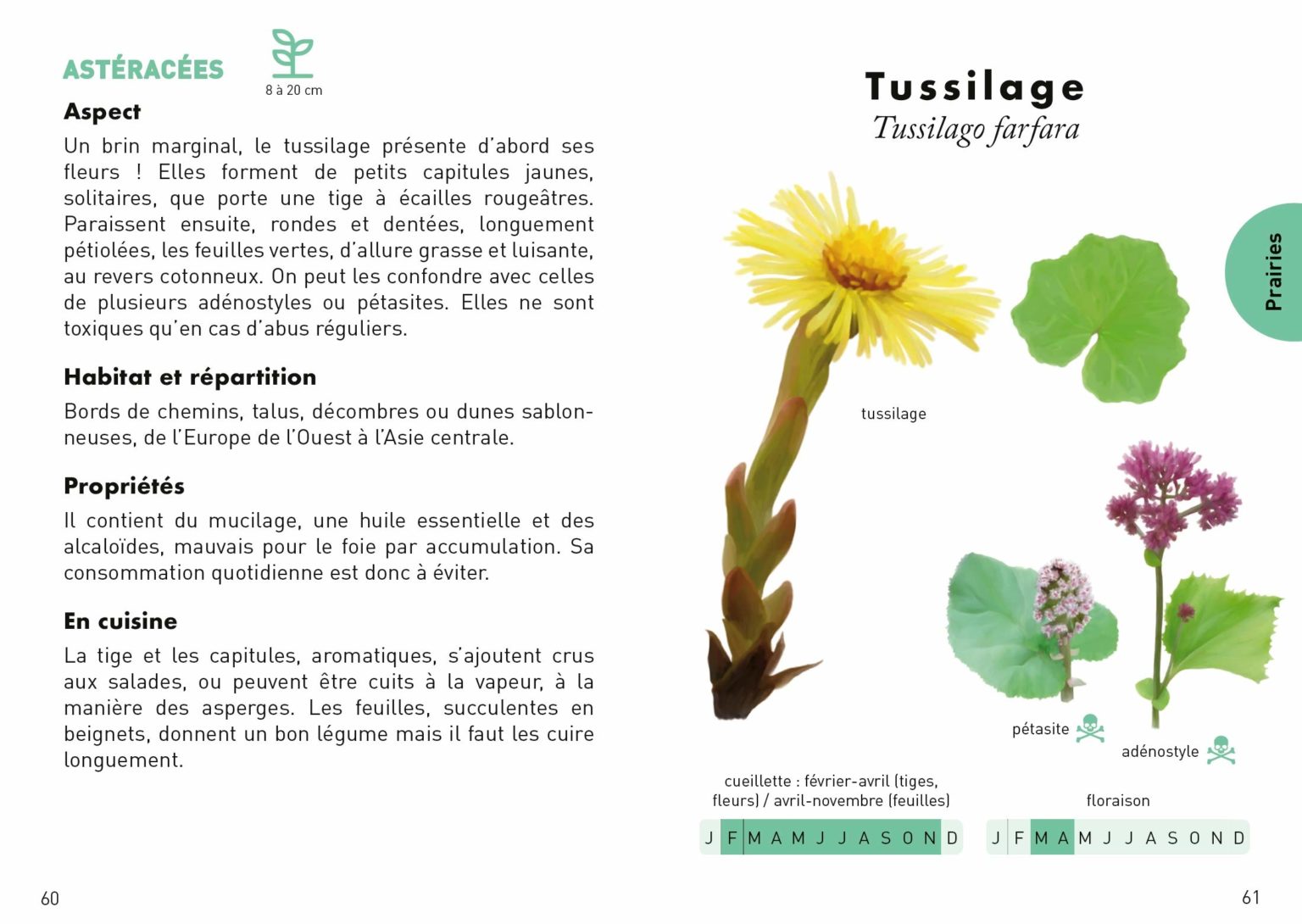 Le petit guide des plantes sauvages comestibles - First éditions