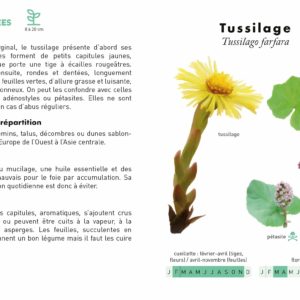 Le petit guide des plantes sauvages comestibles – First éditions