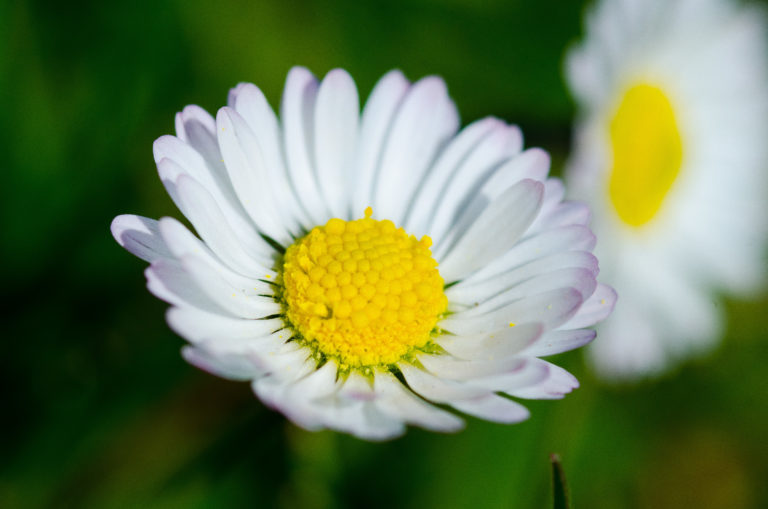 pâquerette comestible