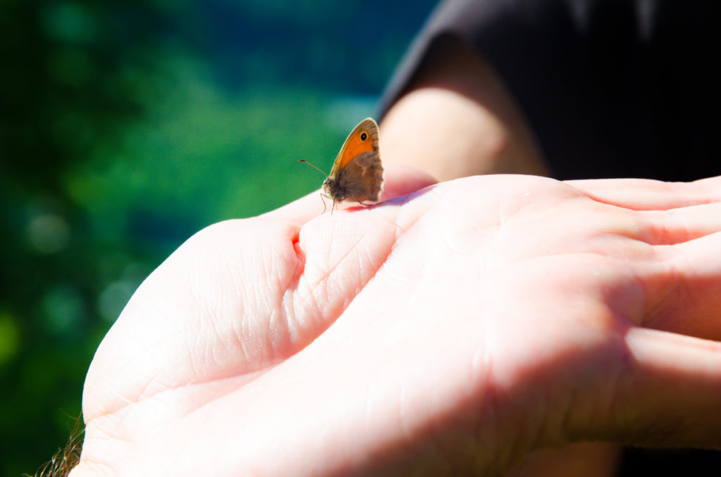 Venez découvrir les papillons mystérieux ! – ©Morgane Peyrot