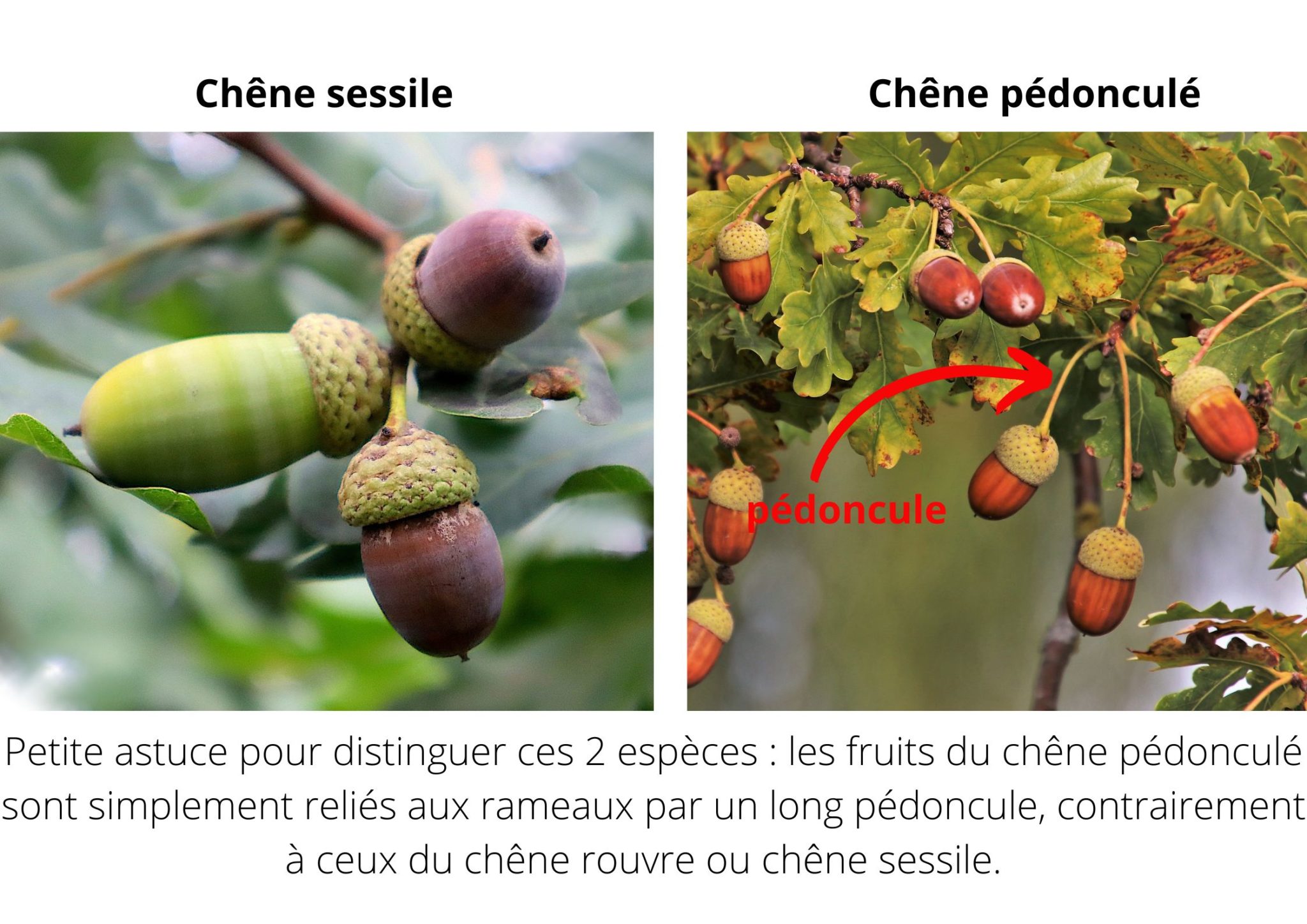 Les propriétés thérapeutiques du chêne Monde de Sens — free download
