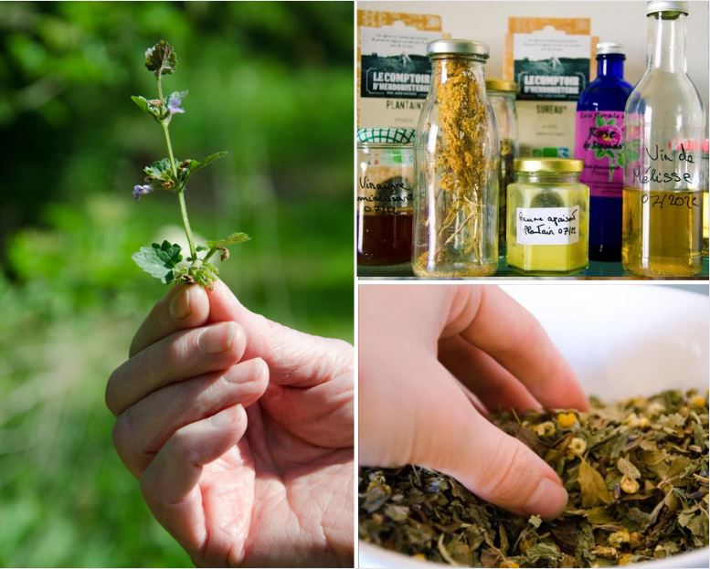 De la cueillette au produit fini, découvrez les secrets des plantes et de l’herboristerie ! – ©Morgane Peyrot