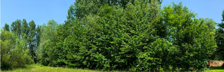 haie sauvage pour la biodiversité