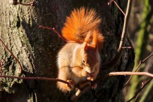 Biodiversité écureuil roux