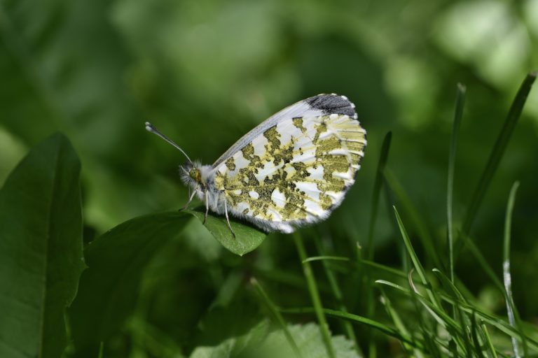 aurore et cardamine, plante et insecte