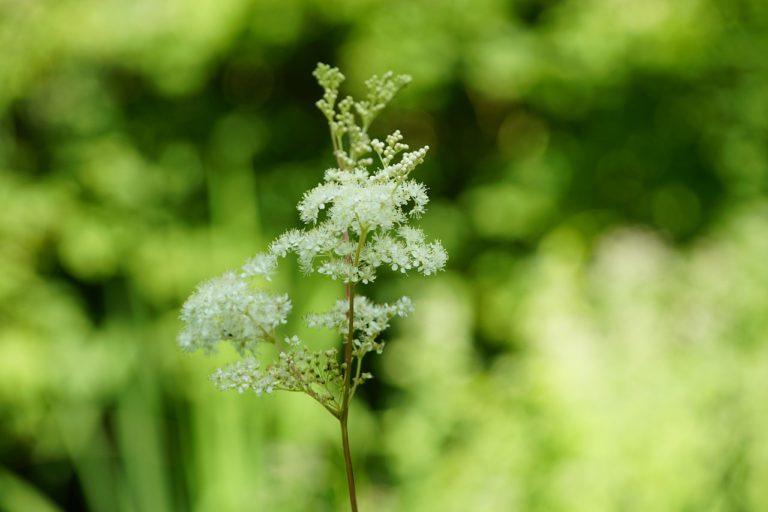 meadowsweet-g80456ac3d_1280