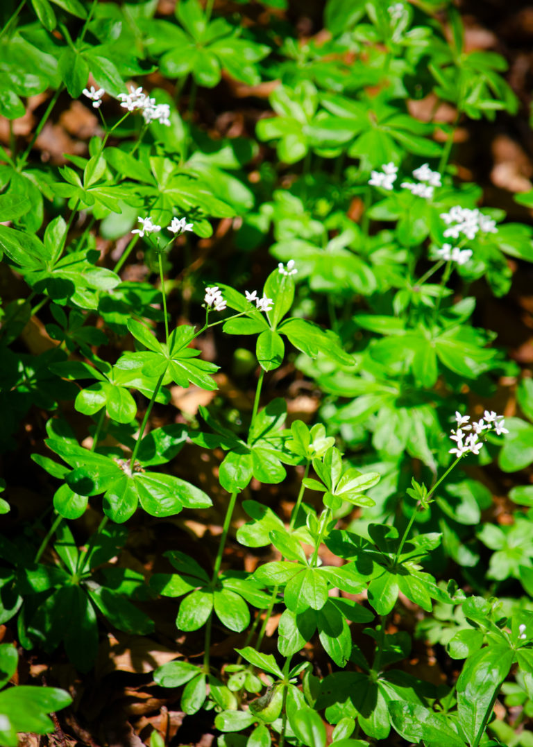 Aspérule odorante_propriétés_MP