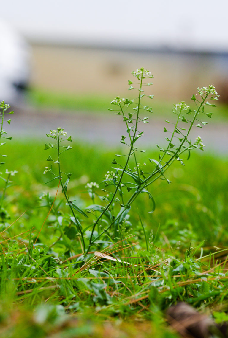 salades sauvages_MP_monde de sens