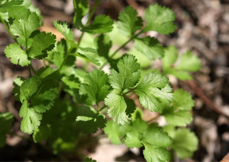 coriandre_propriétés_monde de sens