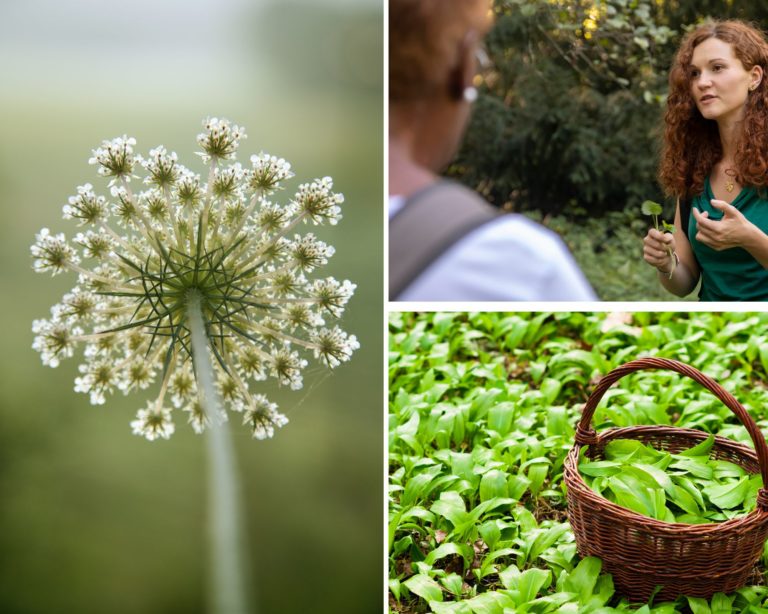 Montage_formation_cueillette sauvage