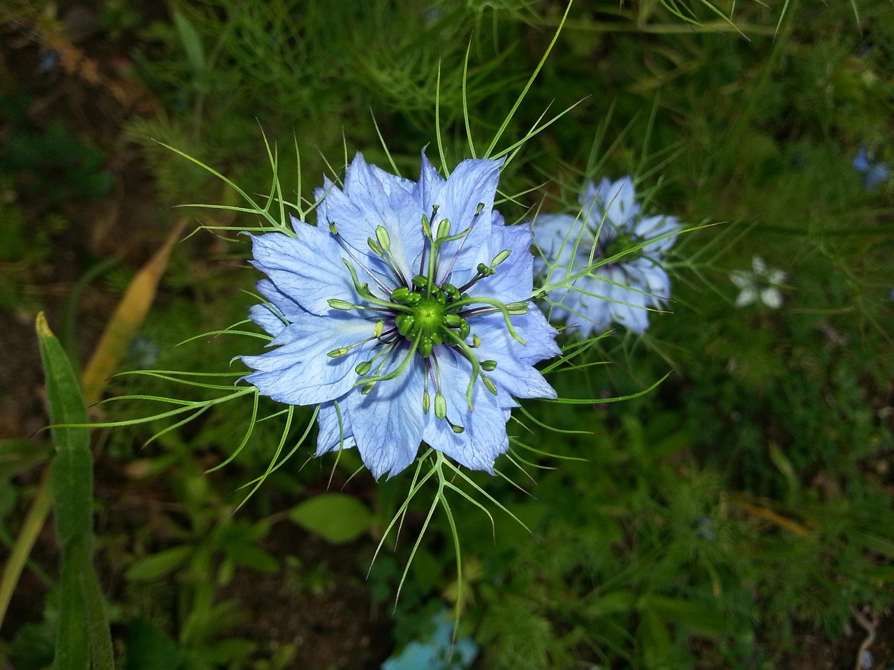 Lire la suite à propos de l’article La nigelle, meilleure alliée contre les allergies !