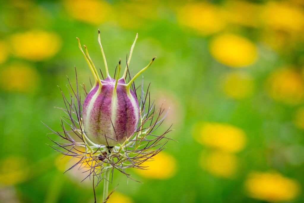 nigelle anti-allergies