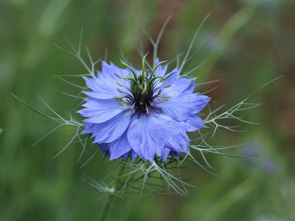 La nigelle lutte contre les allergies !