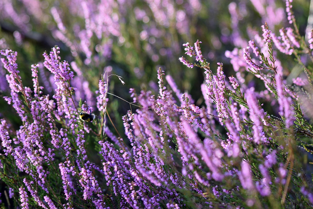 infection urinaire_phyto-aromathérpie