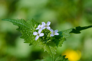 Plantes sauvages comestibles Bordeaux - airzen radio