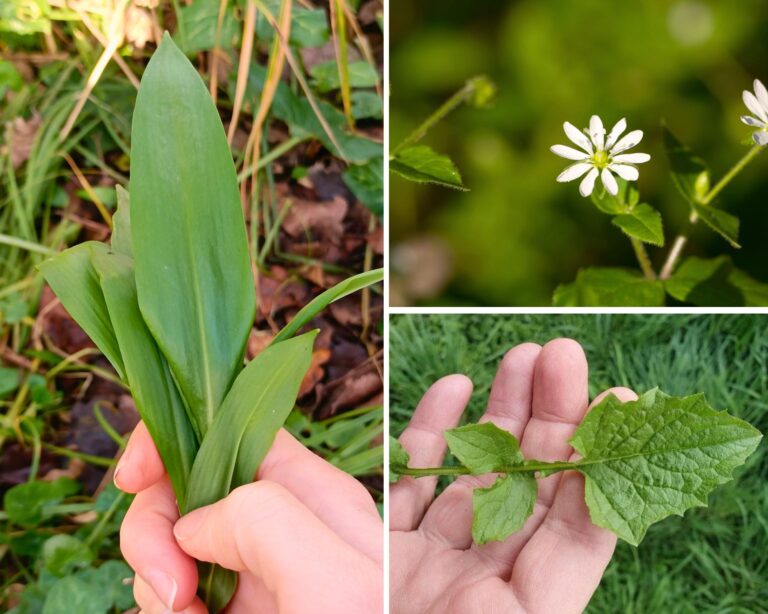 cycle le goût du sauvage