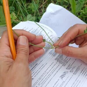 Cycle botanique, perfectionnement