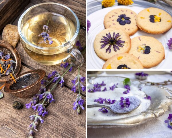 Pack "initiation" : cuisine sauvage & herboristerie