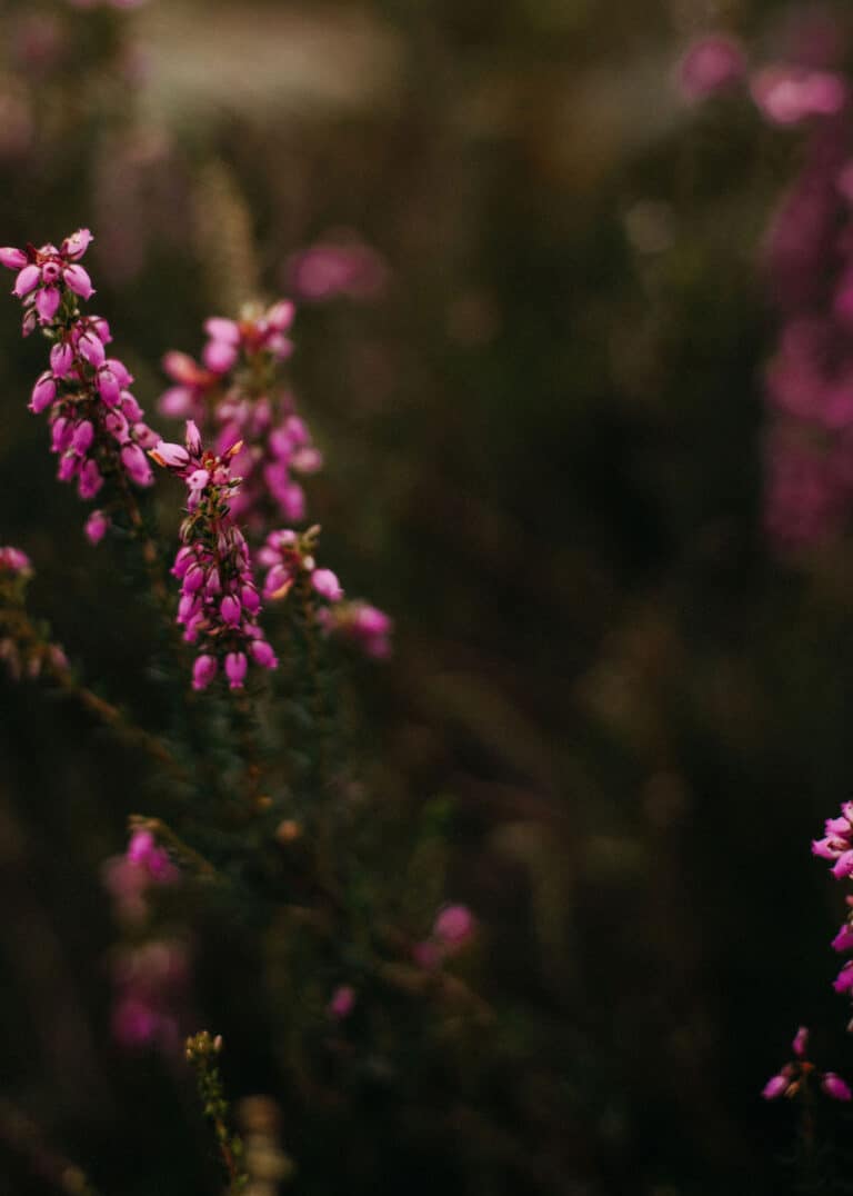 conseil en phyto-aromathérapie