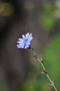 chicorée médicinale