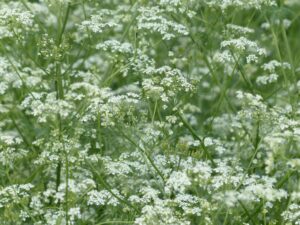 Cerfeuil sauvage comestible