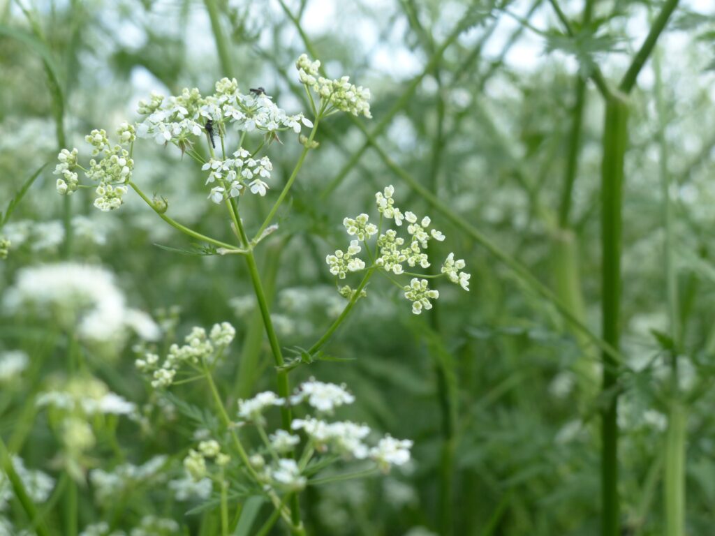 Cerfeuil des bois comestible